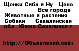 Щенки Сиба и Ну › Цена ­ 35000-85000 - Все города Животные и растения » Собаки   . Сахалинская обл.,Южно-Сахалинск г.